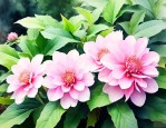 七叶一枝花是什么样的