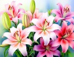 百合花吃了有什么效果