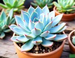 多肉植物蓝石莲怎么养