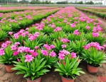 2025年浙江草花苗木报价