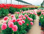河南花卉市场哪个最大