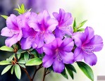 紫色杜鹃花是什么品种