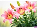 百合花出芽后怎么养护
