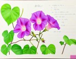 牵牛花的日记200字