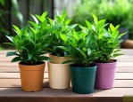 驱蚊盆栽植物哪种最好