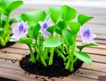水葫芦怎么养盆栽水培