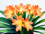 君子兰开花寓意着什么