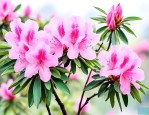 川西杜鹃花什么时候开