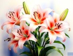 百合花的花语是什么呢