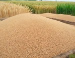 山农34小麦新品种介绍