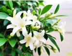 九里香结果了还开花吗