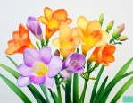 小苍兰和橙花哪个好闻