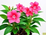 凤仙花的种子从哪里来