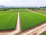 2025年河南绿化草皮基地