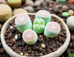 生石花刚种上怎么浇水