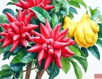 红花佛手和金佛手区别