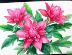 洛神花是什么植物的花