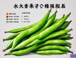 2025年四季豆种子价格表