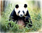 大熊猫吃竹子不割嘴吗