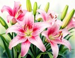 养百合为什么要去花蕊