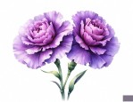 紫色康乃馨的花语