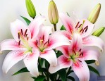 百合与百合花是一回事吗
