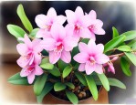 球兰花怎么养怎样繁殖