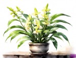 石斛花的养殖方法