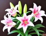 鲜花百合怎么延长花期