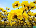 黄花风铃木15公分价格