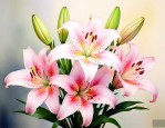 供百合花的寓意和象征