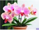 花卉蝴蝶兰的养殖方法
