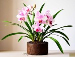 稻谷壳子种兰花怎么养