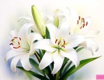 白百合花语是什么意思