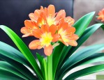 君子兰多少年才能开花