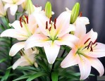 百合花花期后怎么处理