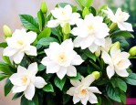 网购栀子花该如何养护