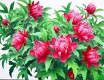 洛神花采摘后怎样处理