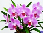 石斛兰花好养吗怎么养