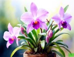 石斛花怎样养可以开花