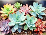 多肉属于什么植物种类