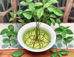 2025年白花蛇舌草 泡水