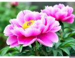 芍药花养殖和繁殖方法