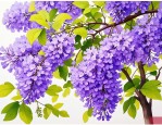 2025年蓝花楹开花的时间