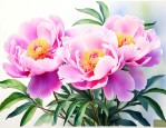 芍药是什么时候开花的
