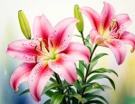 百合花对版是什么意思