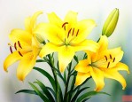 黄色的百合花代表什么