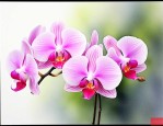 蝴蝶兰要多久才能开花