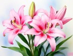 粉色的百合花代表什么
