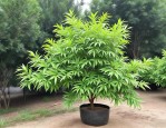 2025年南天竹哪里有卖的